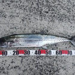 なんとかサワラ