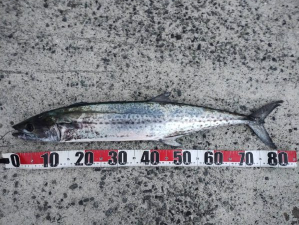 なんとかサワラ