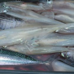 サバ　40～50匹　ヤリイカ１８～16杯　