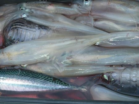 サバ　40～50匹　ヤリイカ１８～16杯　…