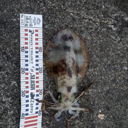 春アオリイカ狙い