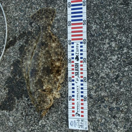 アオリイカ狙いが？