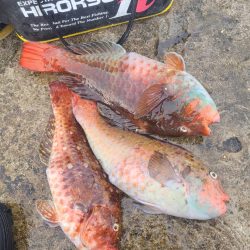 和歌山市江(吉丸渡船)でグレ釣りの予定が・・