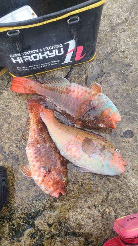 和歌山市江（吉丸渡船）でグレ釣りの予定が・…