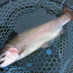 雨のトラポンで爆釣！ ～岡崎トラウトポンド…