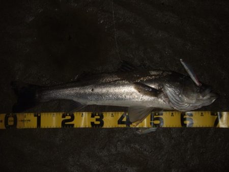 久々にベイトで