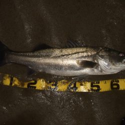 厳寒期からの河川シーバスは一旦終了