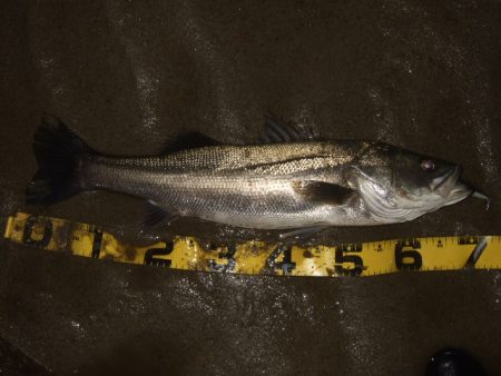 厳寒期からの河川シーバスは一旦終了