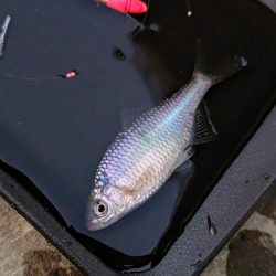 淀川のシロヒレタビラ