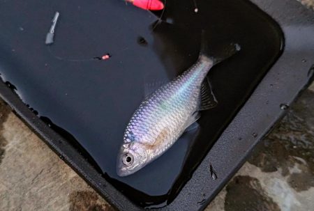 淀川のシロヒレタビラ