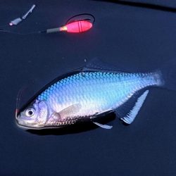 シロヒレタビラリベンジ釣行