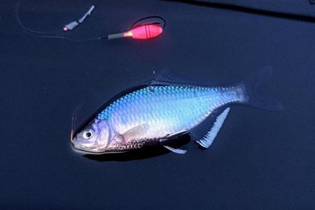 シロヒレタビラリベンジ釣行