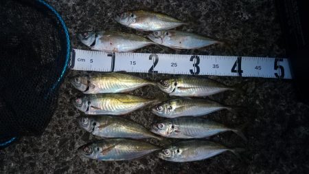 少し足お伸ばして日高まで！