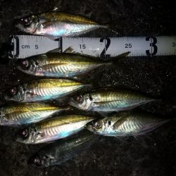 久し振りの早仕舞い