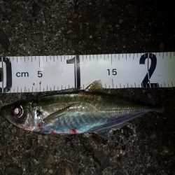 厳しくなって来たのかな〜?