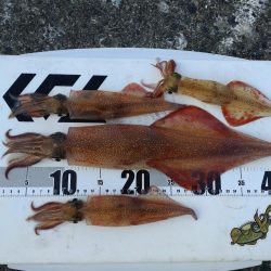 今日はダメな日