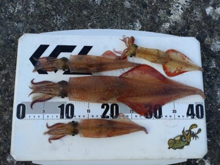 今日はダメな日