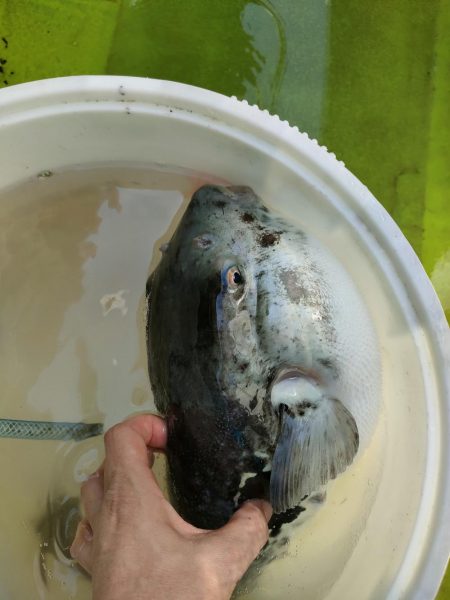 トラフグ☆えさ政より