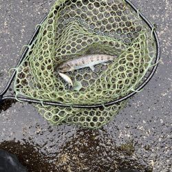 渓流デビュータフワイルド