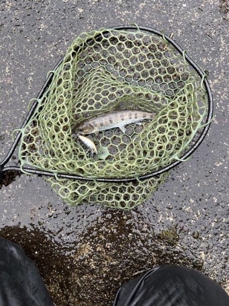 渓流デビュータフワイルド