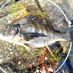 チヌフカセ釣り