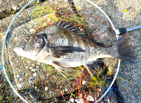 チヌフカセ釣り