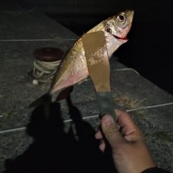 釣れる時に釣る