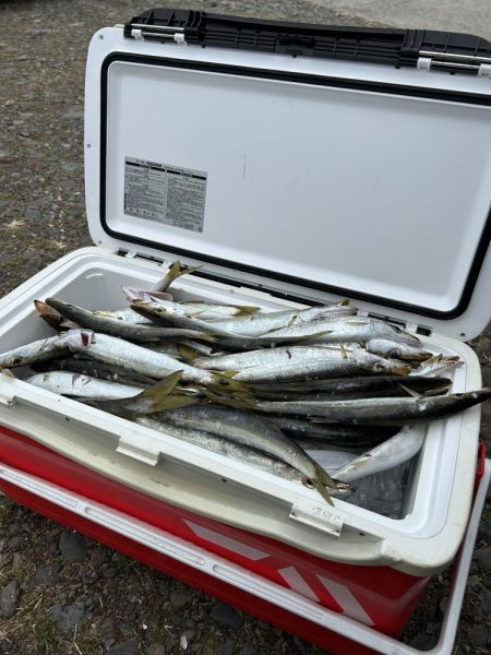 カマス釣りが楽し過ぎ