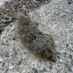 ★★カマス入れ食い他ヒラメとマゴチも★★