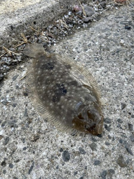 ★★カマス入れ食い他ヒラメとマゴチも★★