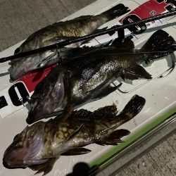 メバルちゃんに会いたくて