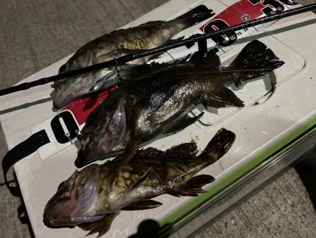 メバルちゃんに会いたくて