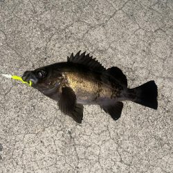 メバリング今年2回目