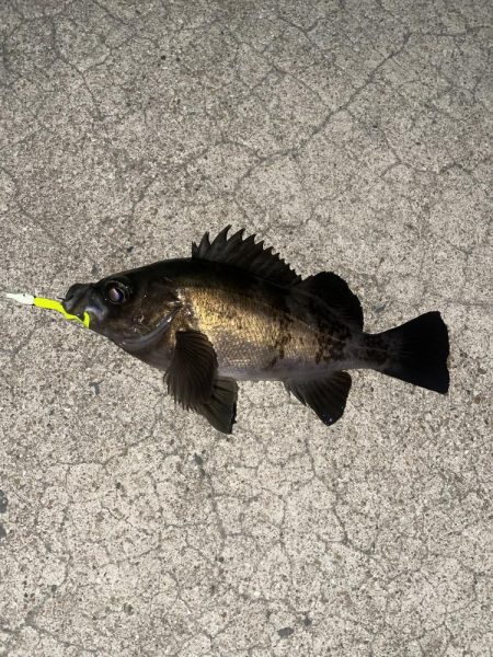 メバリング今年2回目