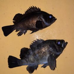 メバリング3回目