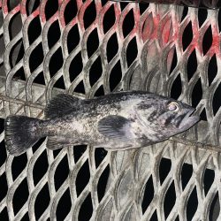 メバルリベンジ