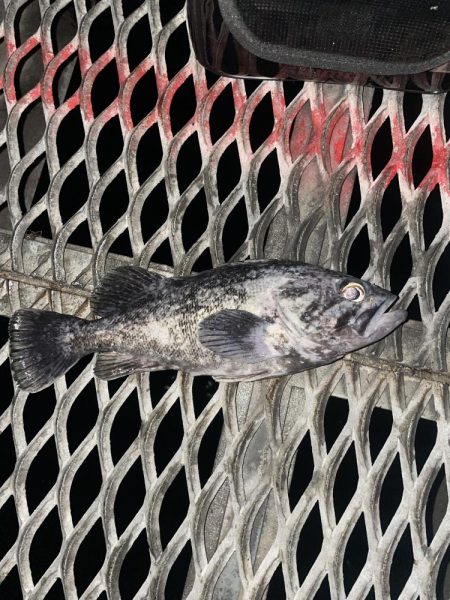 メバルリベンジ