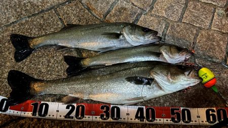 ハネの活性高し！夜でもOK！