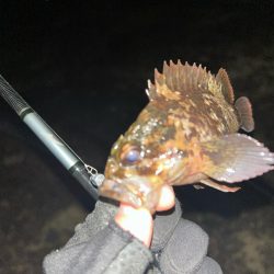 秋田県男鹿市で根魚！