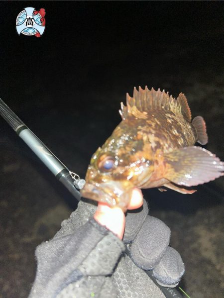 秋田県男鹿市で根魚！