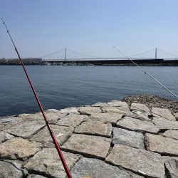 花見カレイ不発