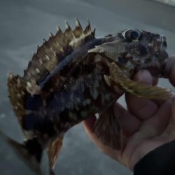 春のガッシー祭り！