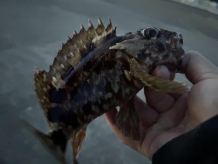 春のガッシー祭り！