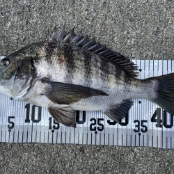 イチノ兄弟、釣果!