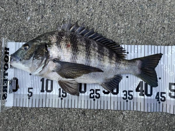 イチノ兄弟、釣果！