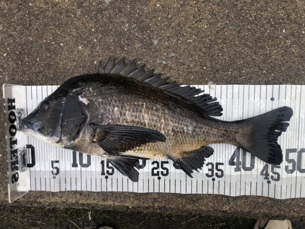 イチノ兄弟、釣果！