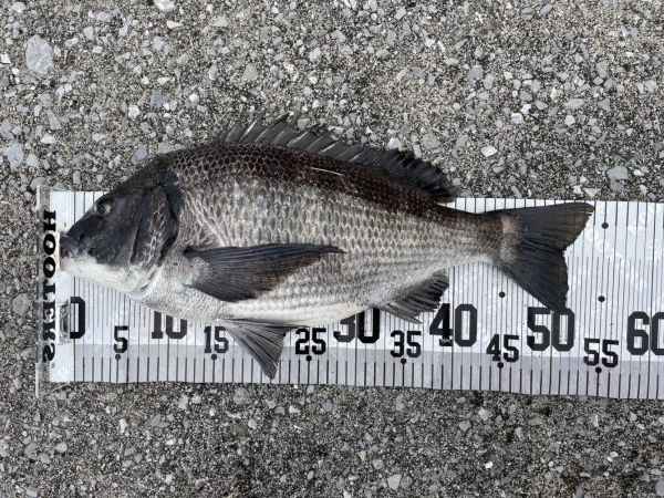 イチノ兄弟、釣果！