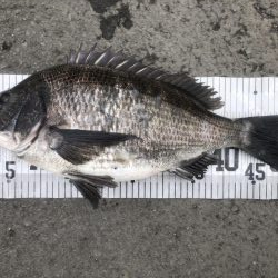 イチノ兄弟、釣果!