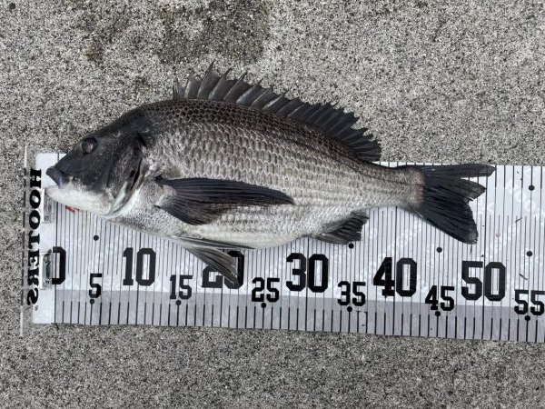 イチノ兄弟、釣果！