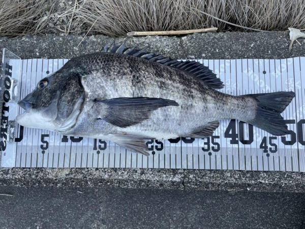 イチノ兄弟、釣果！